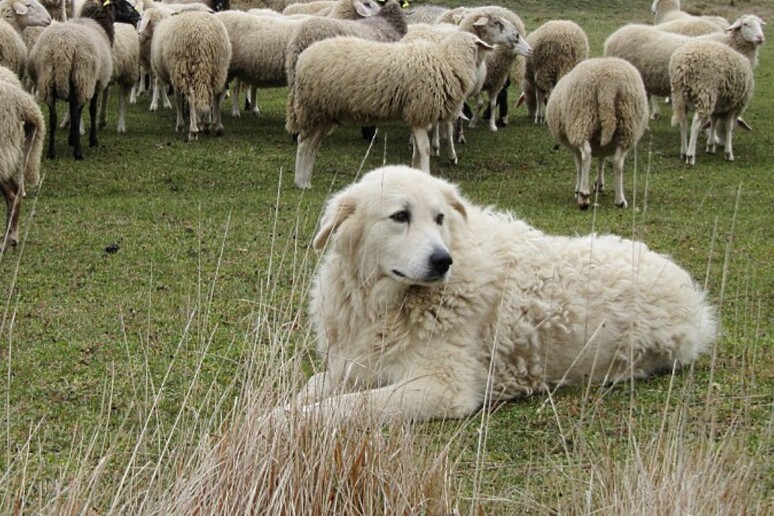 Aggredito da un pastore abruzzese che attacca il suo cagnolino: 71enne ferito