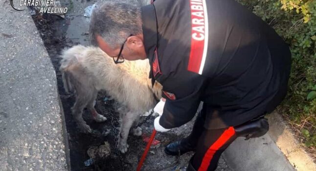 Il pastore maremmano salvato dai carabinieri ad Avella