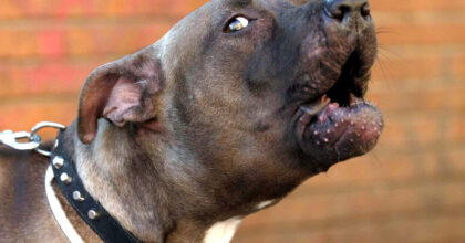 Pitbull aggredisce un cane da caccia e il suo padrone, l'uomo al pronto soccorso per lesioni