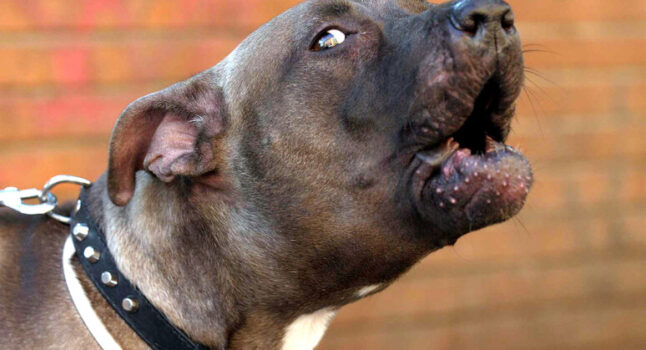 Pitbull aggredisce un cane da caccia e il suo padrone, l'uomo al pronto soccorso per lesioni