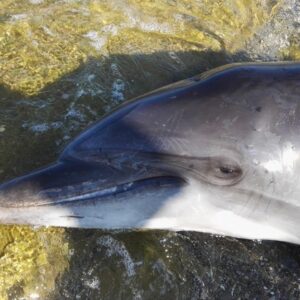 delfino napoli