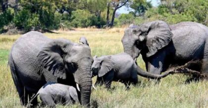 Dal Botswana migliaia di elefanti in Europa