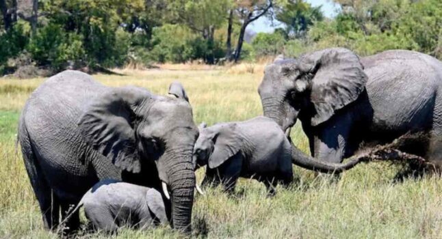 Dal Botswana migliaia di elefanti in Europa