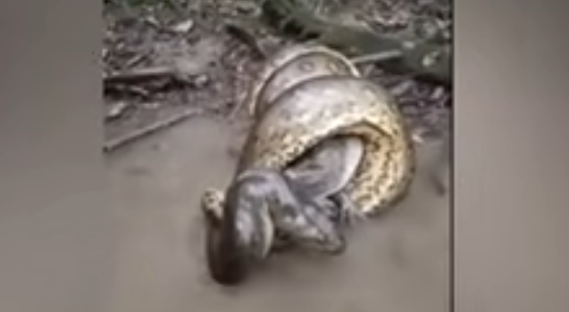anaconda caimano