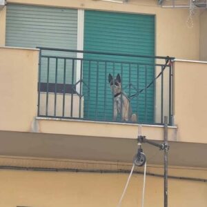 cane sul balcone