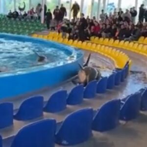 Un delfino esce dalla piscina e finisce sugli spalti, lo staff interviene e lo salva VIDEO