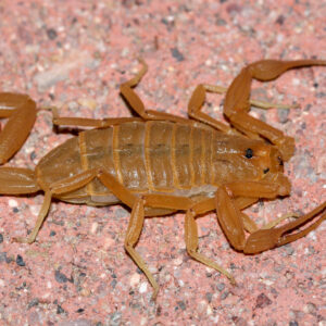 Gli scorpioni infestano Las Vegas, dopo le cimici: un uomo punto ai testicoli
