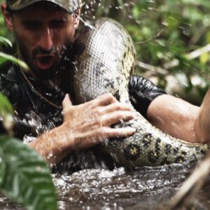 anaconda mangiato vivo video