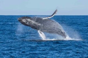 Una balena salta fuori dal mare, l'AI cerca di capirne il linguaggio