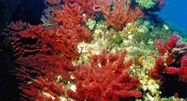 I coralli perdono colore, da rossi a bianchi, effetto del riscaldamento globale