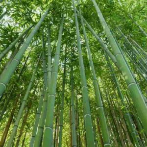 Una foresta di bambù