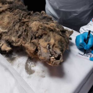 Il lupo conservato nel permafrost per 44 mila anni sul tavolo della autopsia con gli scienziati attorno