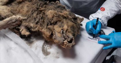 Il lupo conservato nel permafrost per 44 mila anni sul tavolo della autopsia con gli scienziati attorno