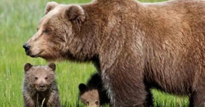 Una mamma orsa con i suoi cuccioli
