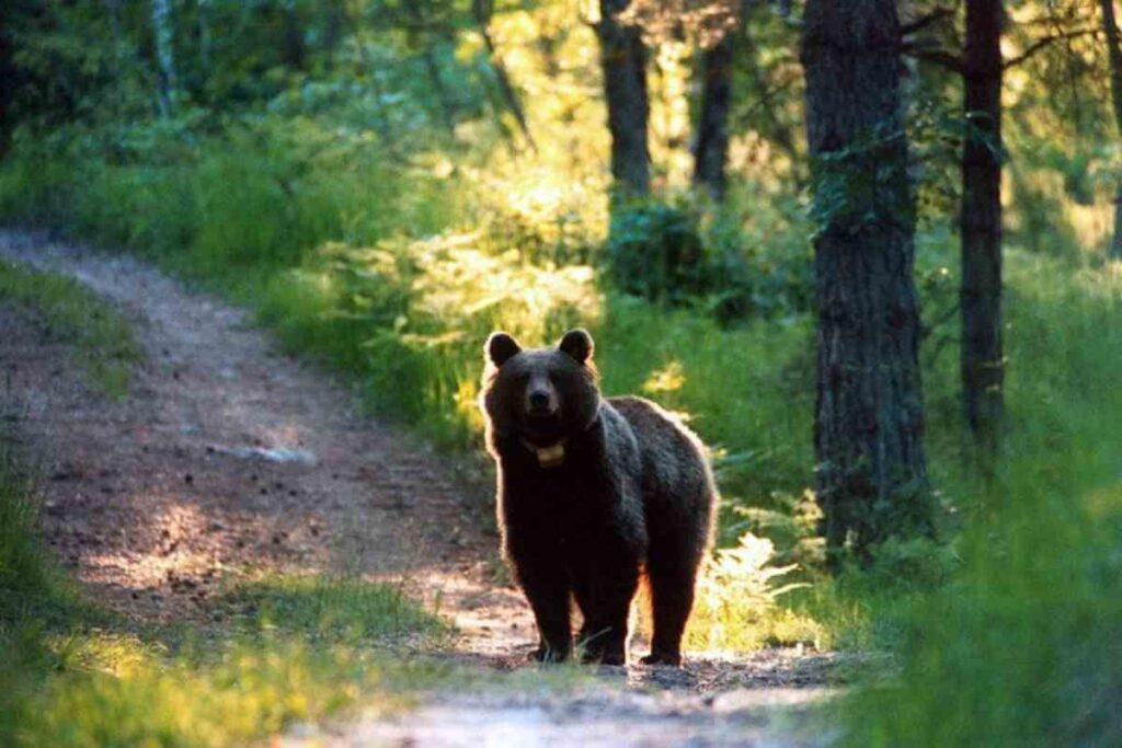 Un orso nei boschi del Trentino