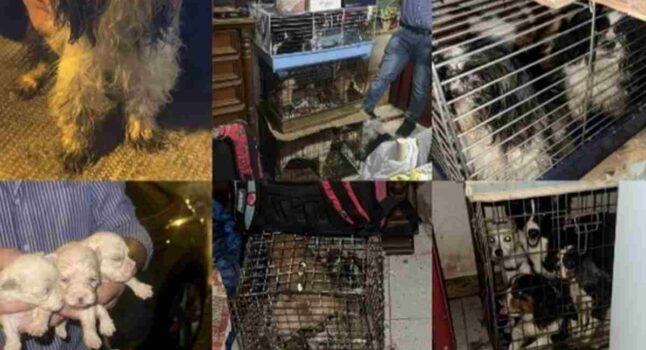 I cani tenuti prigionieri nell'appartamento di Palermo